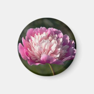 Big pink peony flowers in spring day magnet