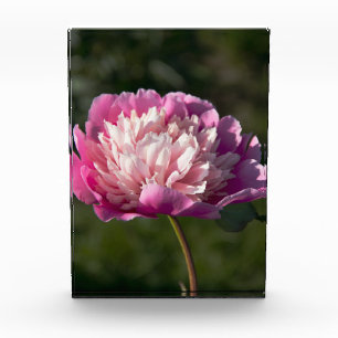 Big pink peony flowers in spring day photo block