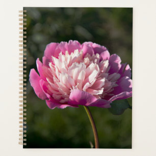 Big pink peony flowers in spring day planner