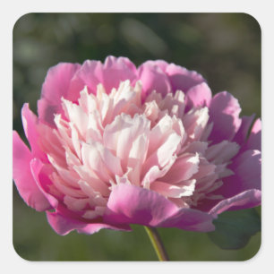 Big pink peony flowers in spring day square sticker