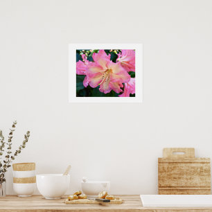 Big Pink Rhododendron Bloom Floral Photographic Poster