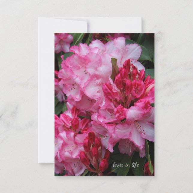 Big Pink Rhododendron Card (Front)