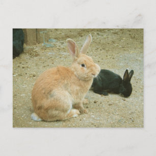 Big Red Bunny Postcard