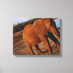 Big Red Canvas Print