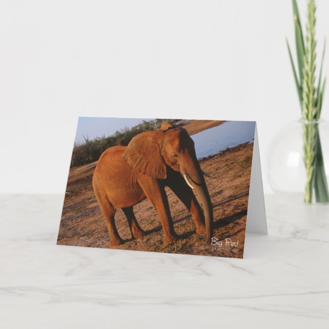 Big Red Elephant Greeting Card (Front)