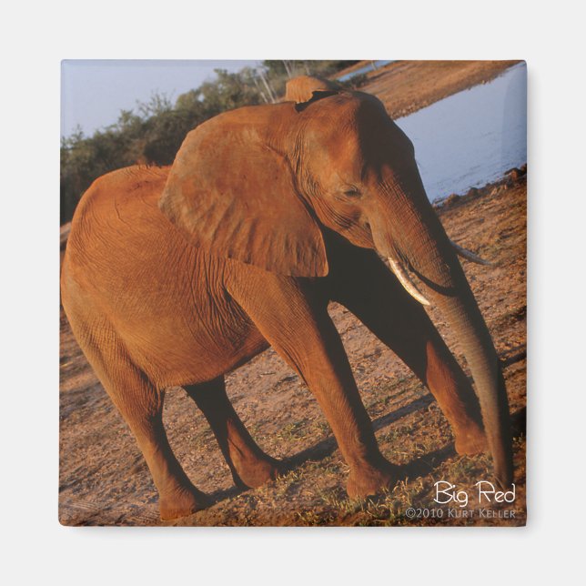 Big Red Elephant Magnet (Front)