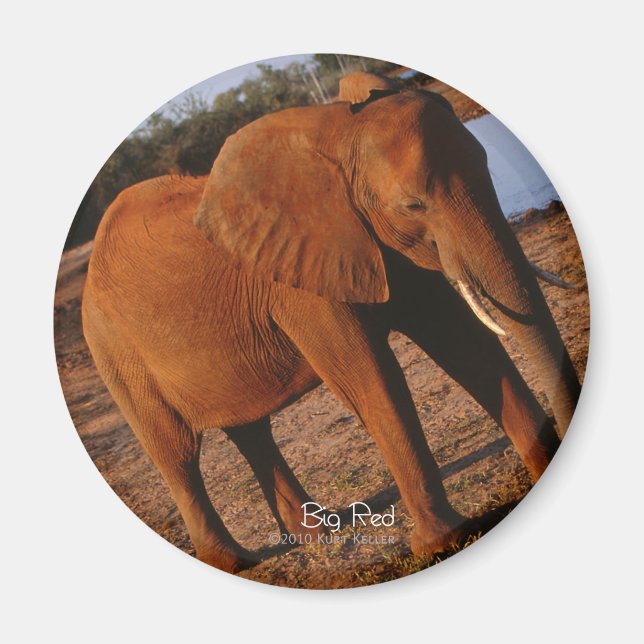 Big Red Elephant Magnet (Front)
