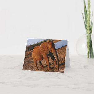 Big Red Elephant Note Card