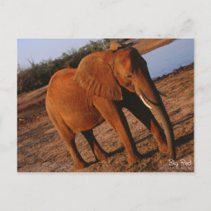 Big Red Elephant Postcard