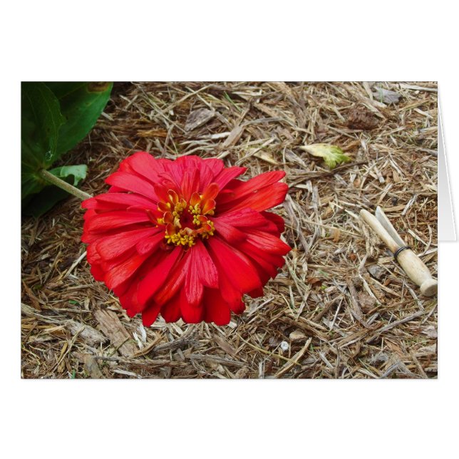 Big Red Flower Card (Front Horizontal)