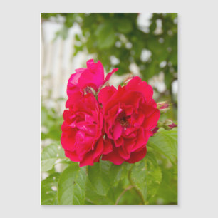 Big red roses in the garden