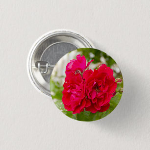Big red roses in the garden   3 cm round badge