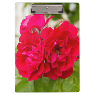 Big red roses in the garden     clipboard