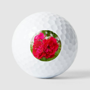 Big red roses in the garden   golf balls