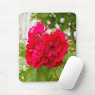 Big red roses in the garden mouse pad