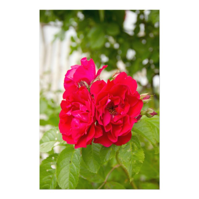 Big red roses in the garden  photo print (Front)
