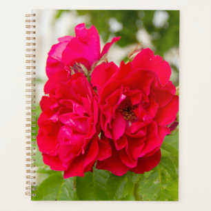 Big red roses in the garden planner