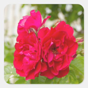 Big red roses in the garden square sticker