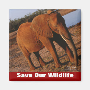 Big Red Save Our Wildlife Magnet