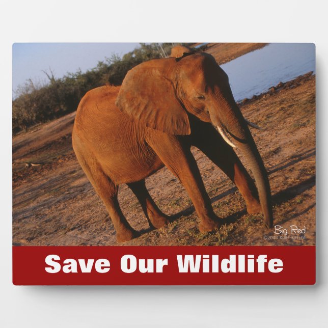Big Red Save Our Wildlife Plaque (Front)