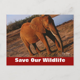 Big Red Save Our Wildlife Postcard