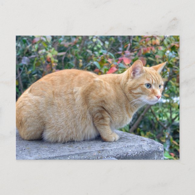 Big Red Tabby Postcard (Front)
