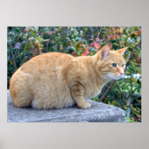 Big Red Tabby Poster