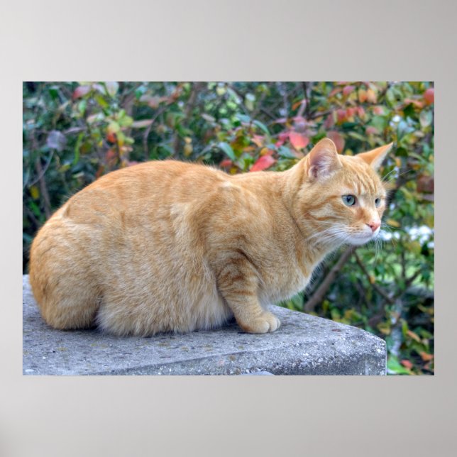 Big Red Tabby Poster (Front)