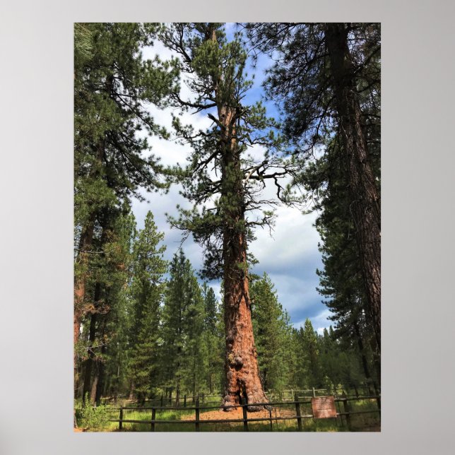 Big Red Tree, La Pine, OR Poster (Front)