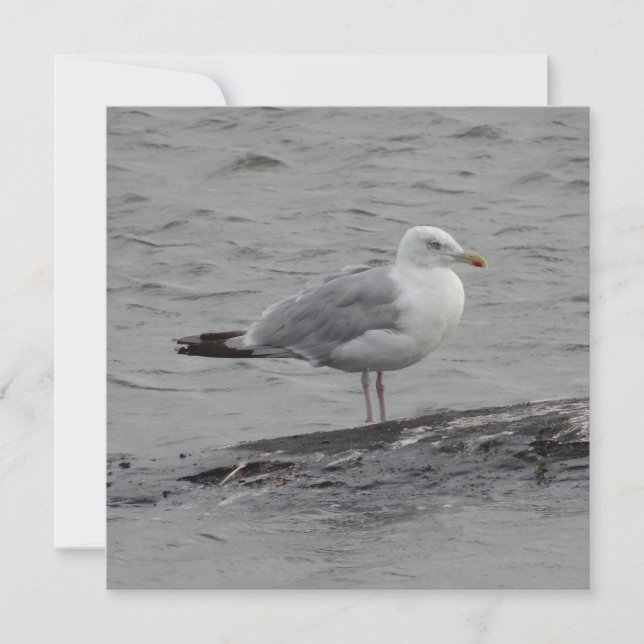 Big seagul Flat Card (Front)