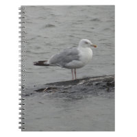 Big seagull