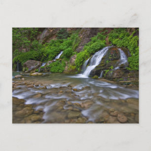 Big Springs Virgin River   Zion National Park Postcard