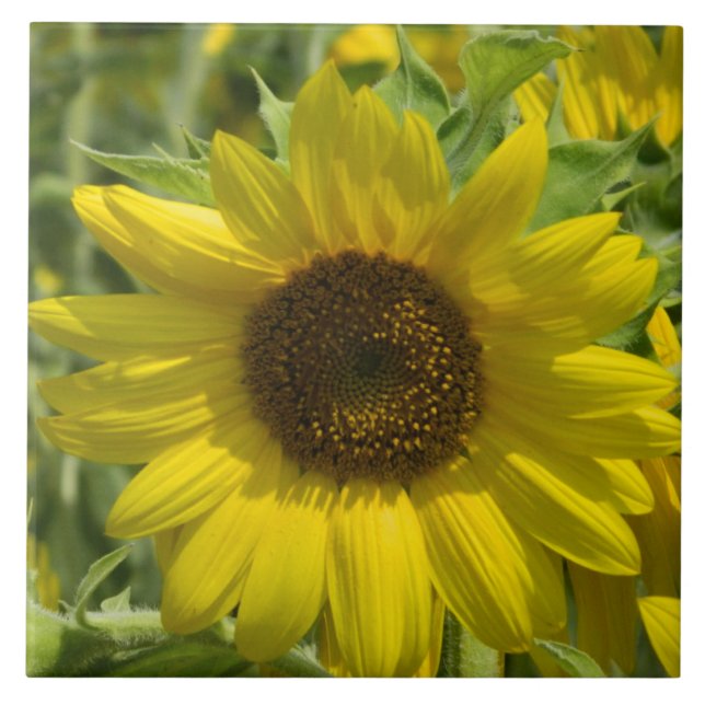 Big Sunflower Decorative Tile (Front)