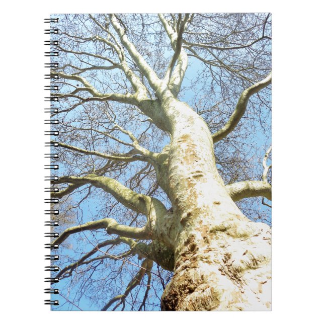 Big Sunny Tree Branches in Heavenly Blue Sky Spiral Notebook (Front)