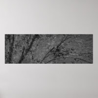 Big tree black and white panoramic photo