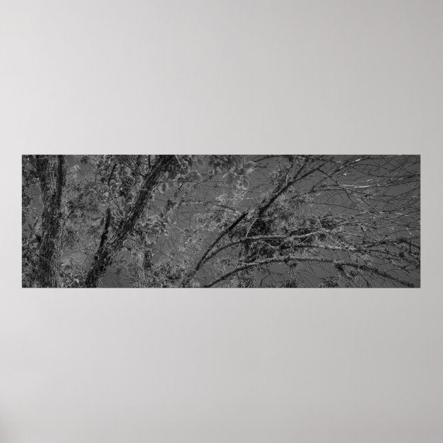 Big tree black and white panoramic photo poster (Front)
