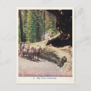 Big Tree, California, Wagon, Settlers, Vintage Postcard