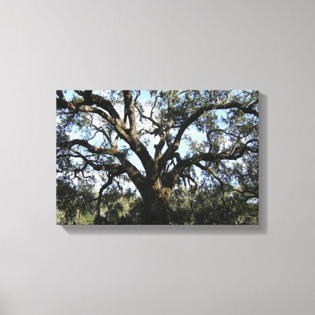 Big Tree Canvas Print (Front)