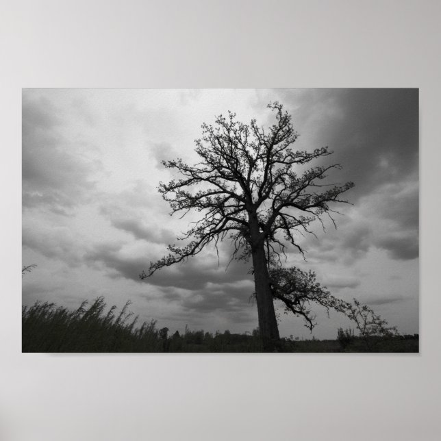 Big Tree, Glacier Ridge Metropark, Dublin, Ohio Poster (Front)