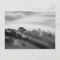 Big Tree in Pine Forest in the Mist