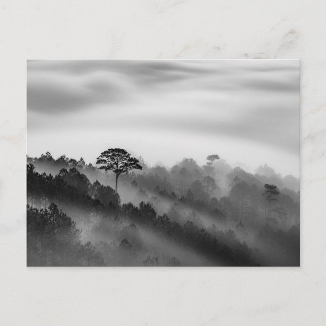 Big Tree in Pine Forest in the Mist Postcard (Front)