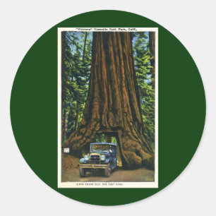 Big Tree Wawona, Mariposa Grove, CA Classic Round Sticker