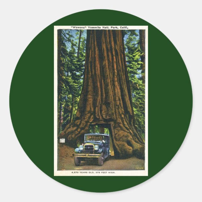 Big Tree Wawona, Mariposa Grove, CA Classic Round Sticker (Front)