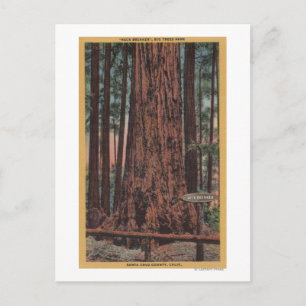 Big Trees State Park, CA - Neck Breaker Tree Postcard