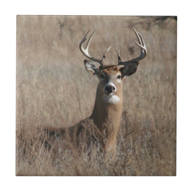 Big Trophy Buck Deer in Tall Grass Camo Tile (Front)