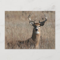 Big Trophy Buck Deer in Tall Grass