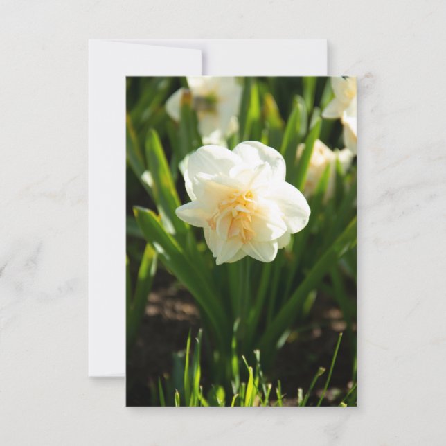 Big white daffodils on a spring day  (Front)