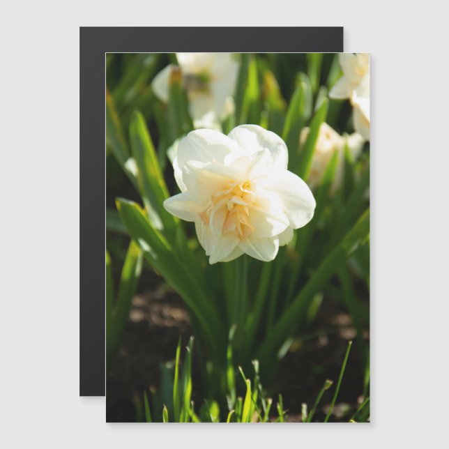 Big white daffodils on a spring day  (Front/Back)