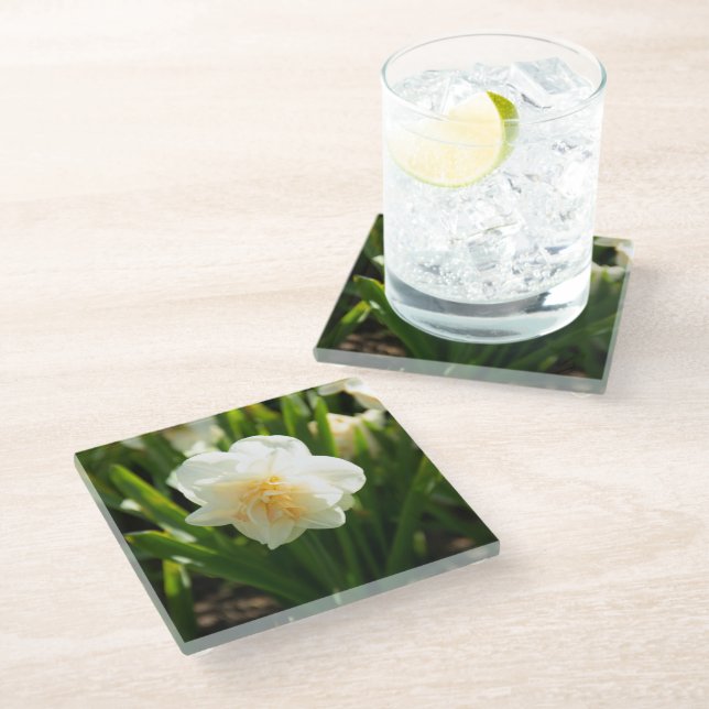 Big white daffodils on a spring day  glass coaster (Angled)