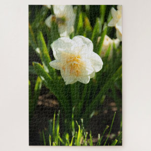 Big white daffodils on a spring day jigsaw puzzle